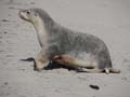 Sea Lion Pup